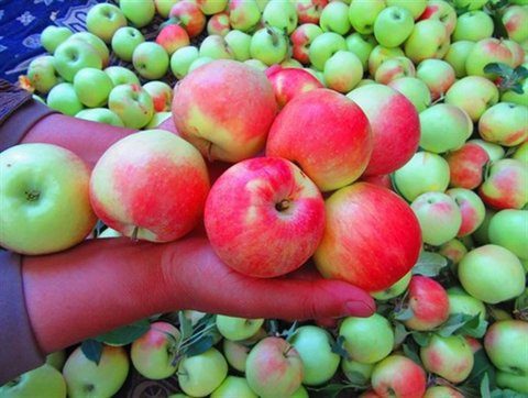 معاون استاندار: قیمت سیب صنعتی باید منافع باغداران و صنایع تبدیلی را تأمین کند